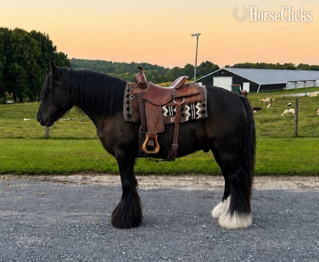 Gypsy Vanner - "KNIGHT" Black Gelding Gypsy Vanner