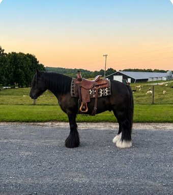 "KNIGHT" Black Gelding Gypsy Vanner