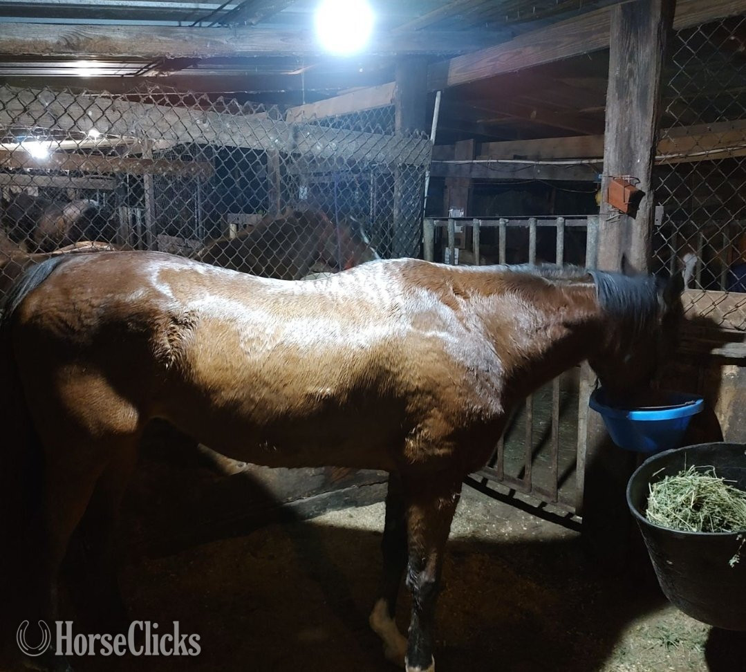 "Remi" Brown Gelding Thoroughbred in Louisiana