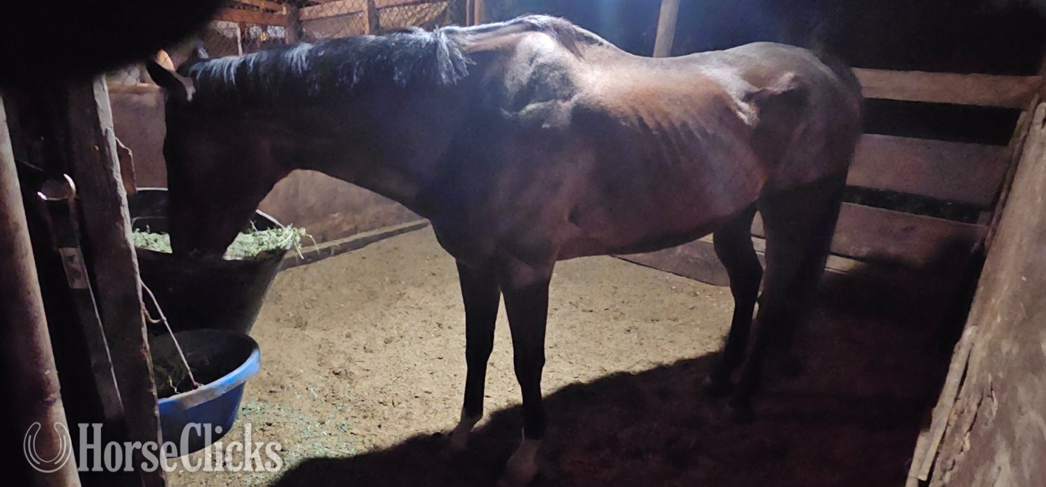 "Remi" Brown Gelding Thoroughbred