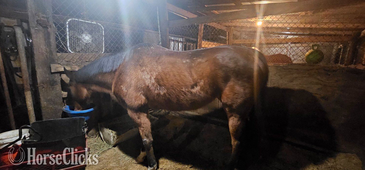 Louisiana "Remi" Brown Gelding Thoroughbred
