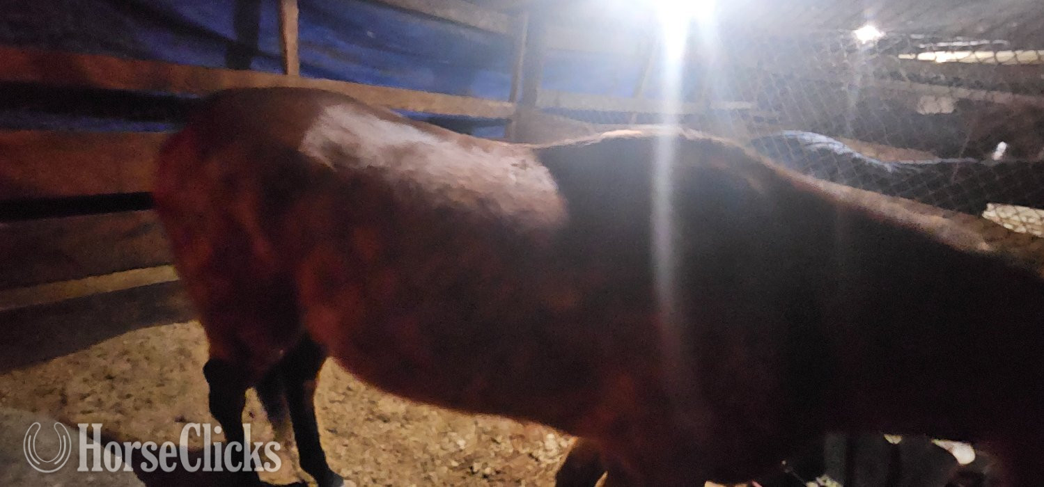 "Remi" Brown Gelding Thoroughbred - Thoroughbred in Louisiana