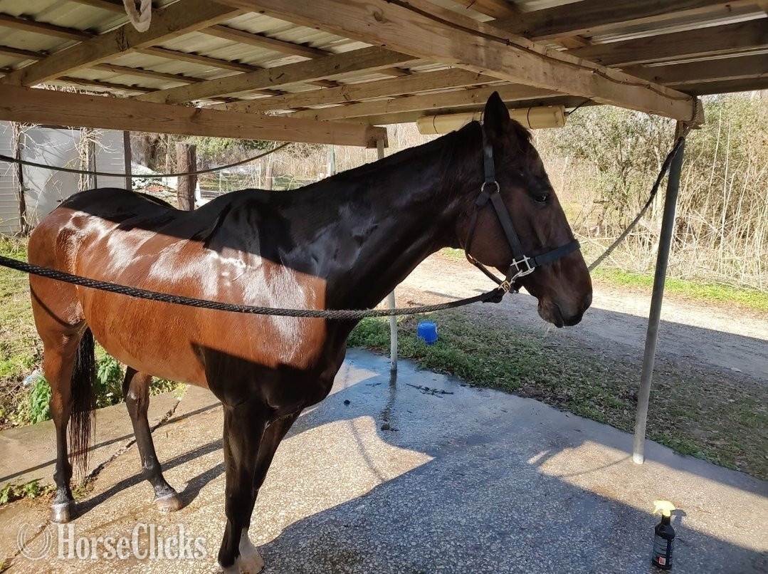 "Remi" Brown Gelding Thoroughbred - Thoroughbred
