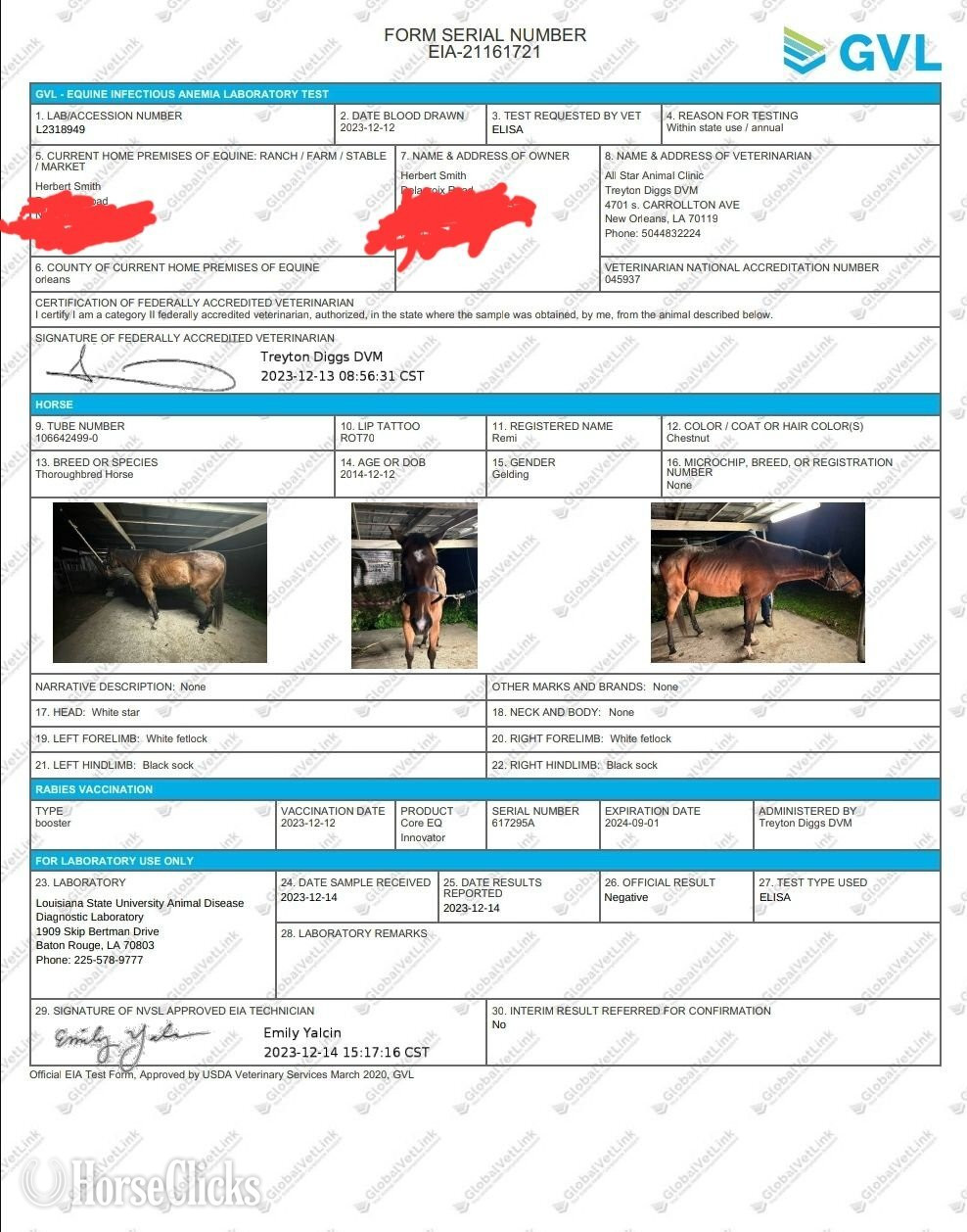 "Remi" Brown Gelding Thoroughbred Louisiana