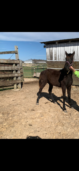 "Blues Midnight Decision" Black Stallion Tennessee Walker