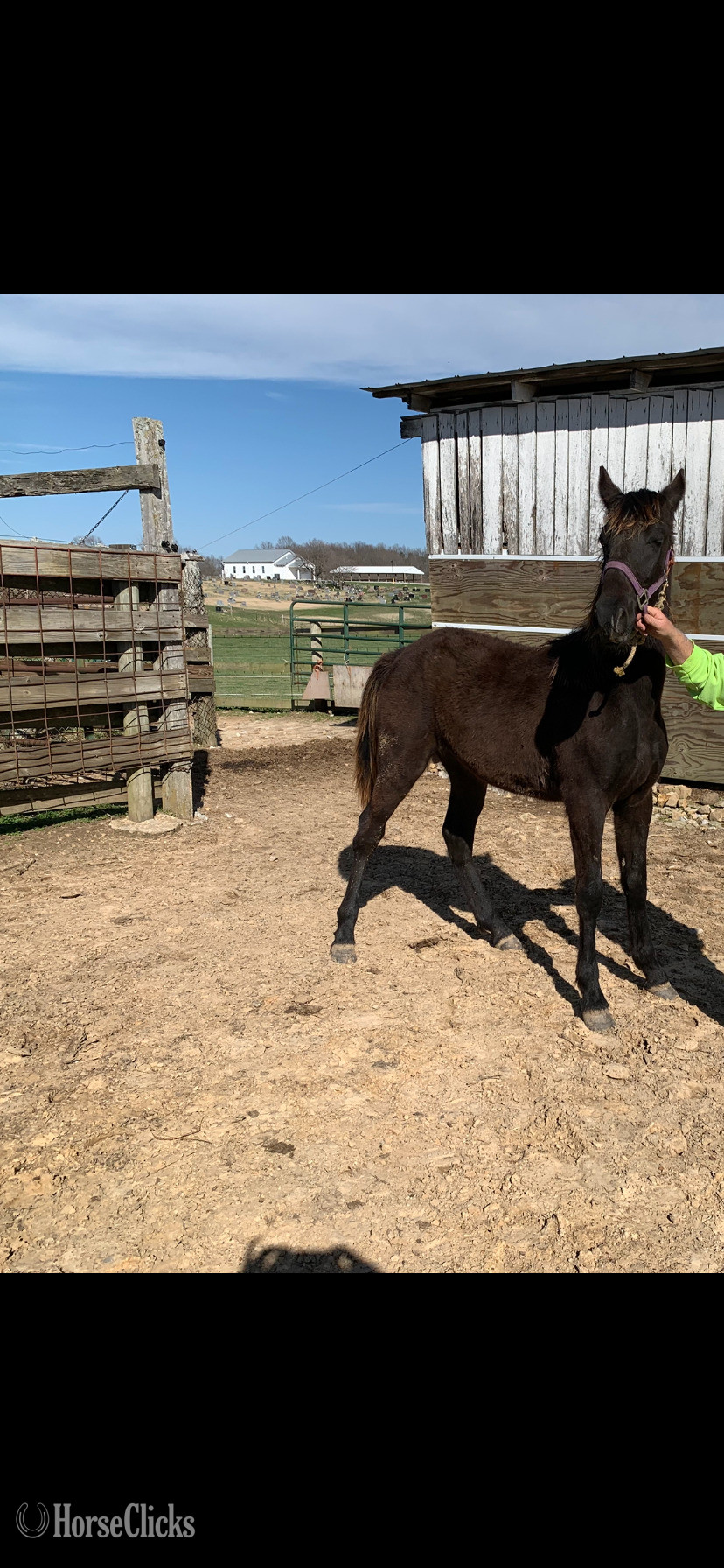 "Blues Midnight Decision" Black Stallion Tennessee Walker in Kentucky