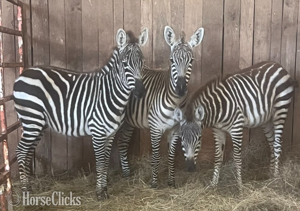 "Zena"  Colt Zebra in California