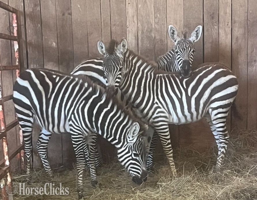 "Zena"  Colt Zebra