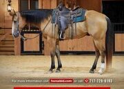"Beau" Buckskin Gelding Quarter Horse