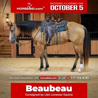 "Beau" Buckskin Gelding Quarter Horse