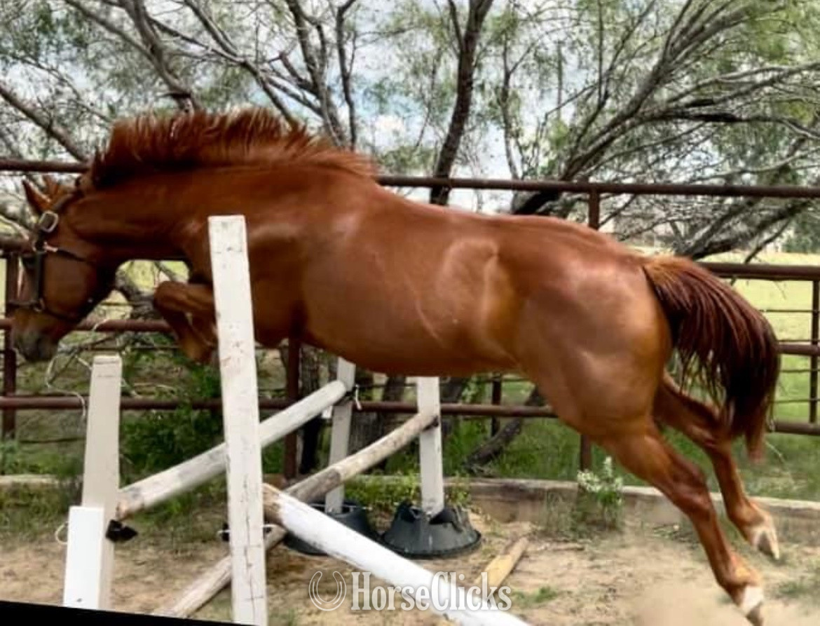 "Jasper" Chestnut Gelding Quarter Pony in Texas