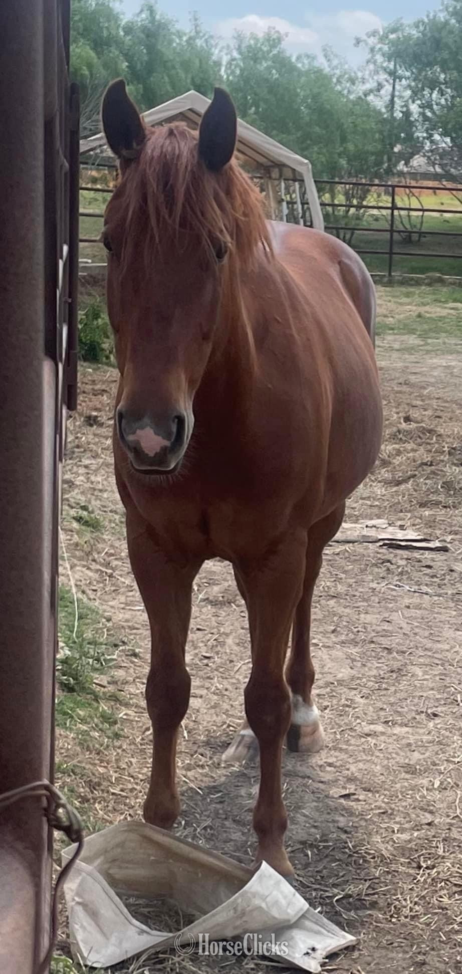 "Jasper" Chestnut Gelding Quarter Pony