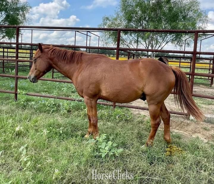 Texas "Jasper" Chestnut Gelding Quarter Pony