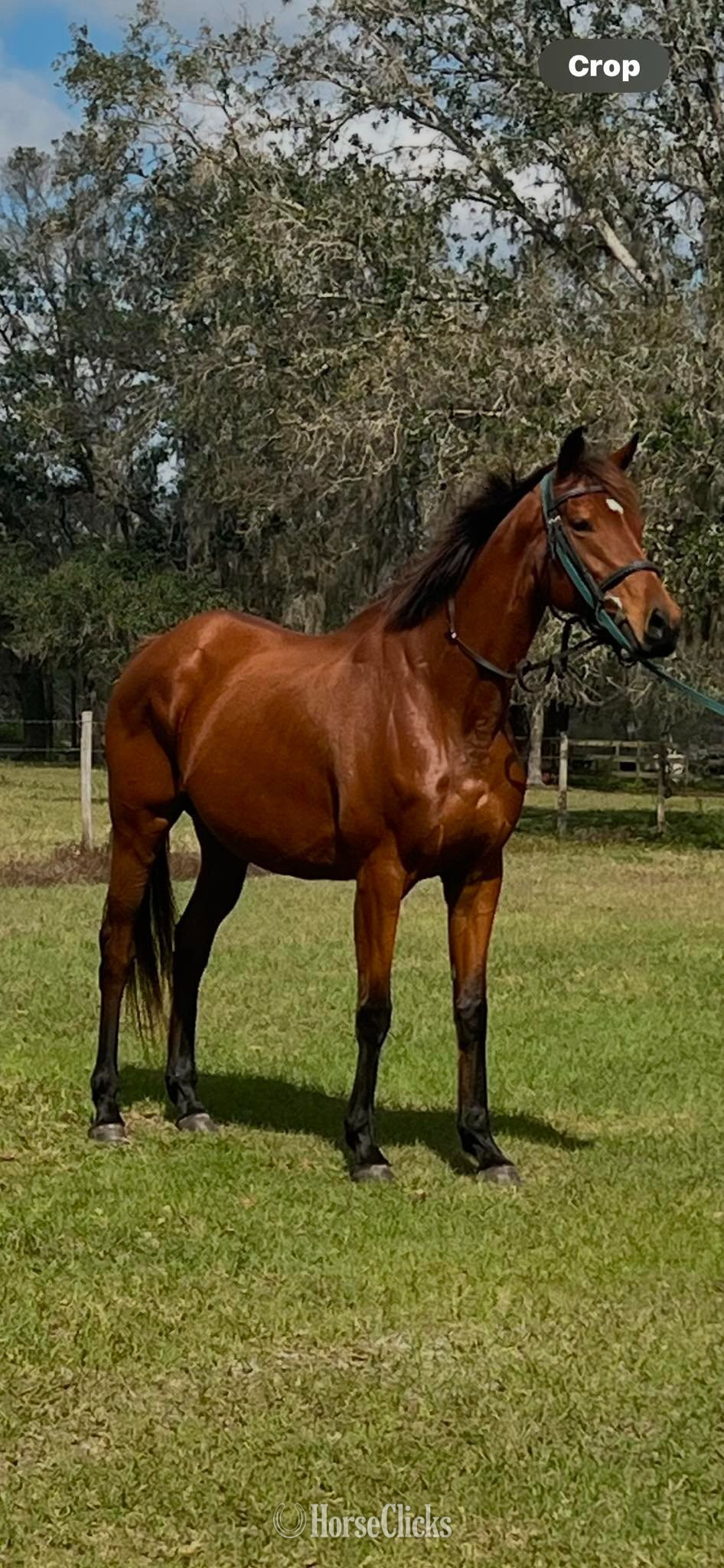 "Beach Dreaming"  Mare Thoroughbred in Florida