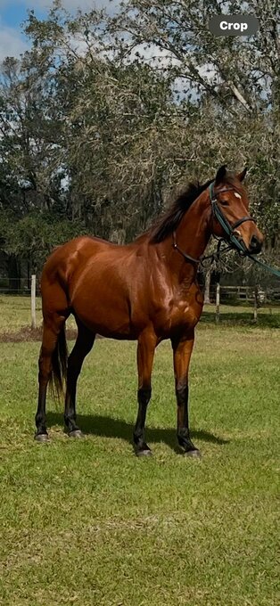 "Beach Dreaming" Mare Thoroughbred