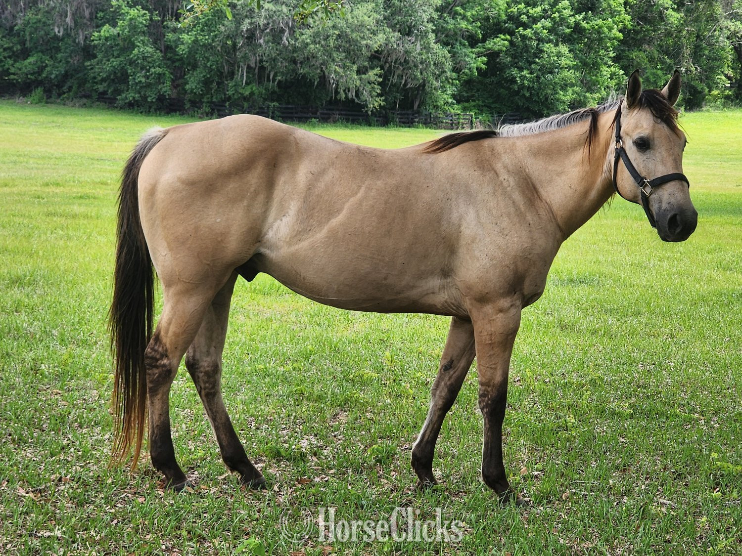 "Harlem " Palomino Gelding Quarter Horse