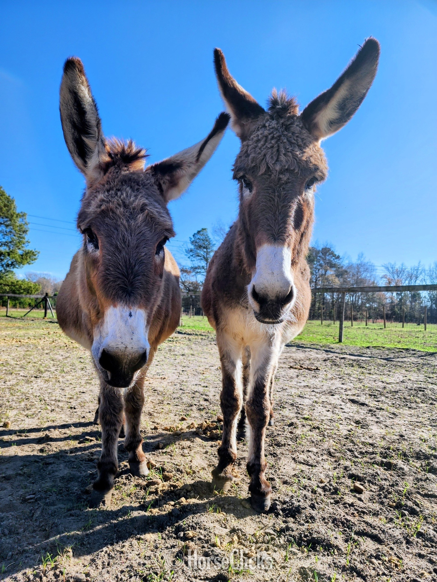 "Holly & Buddy " Grey Mare Donkey in South Carolina
