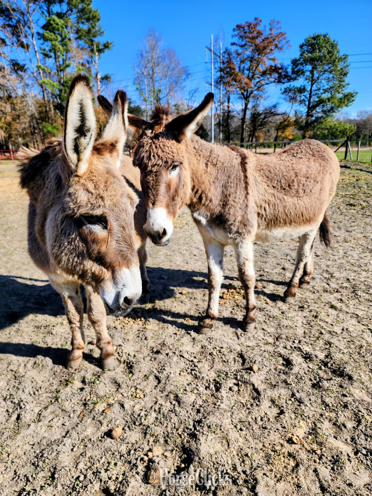 "Holly & Buddy " Grey Mare Donkey