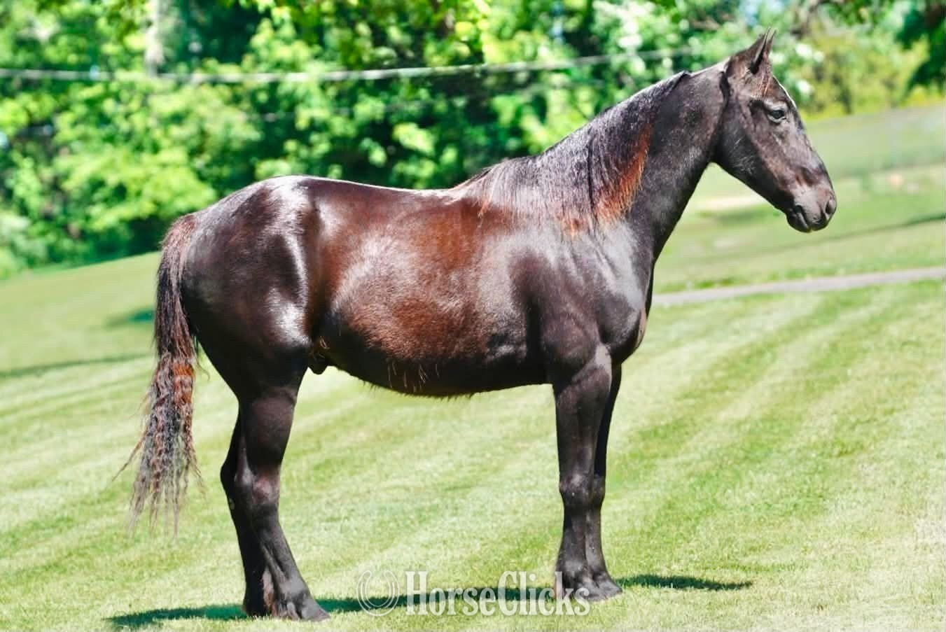 "SPADE" Black Gelding Pony in Kentucky
