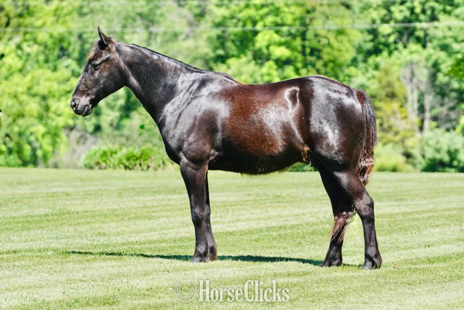 "SPADE" Black Gelding Pony