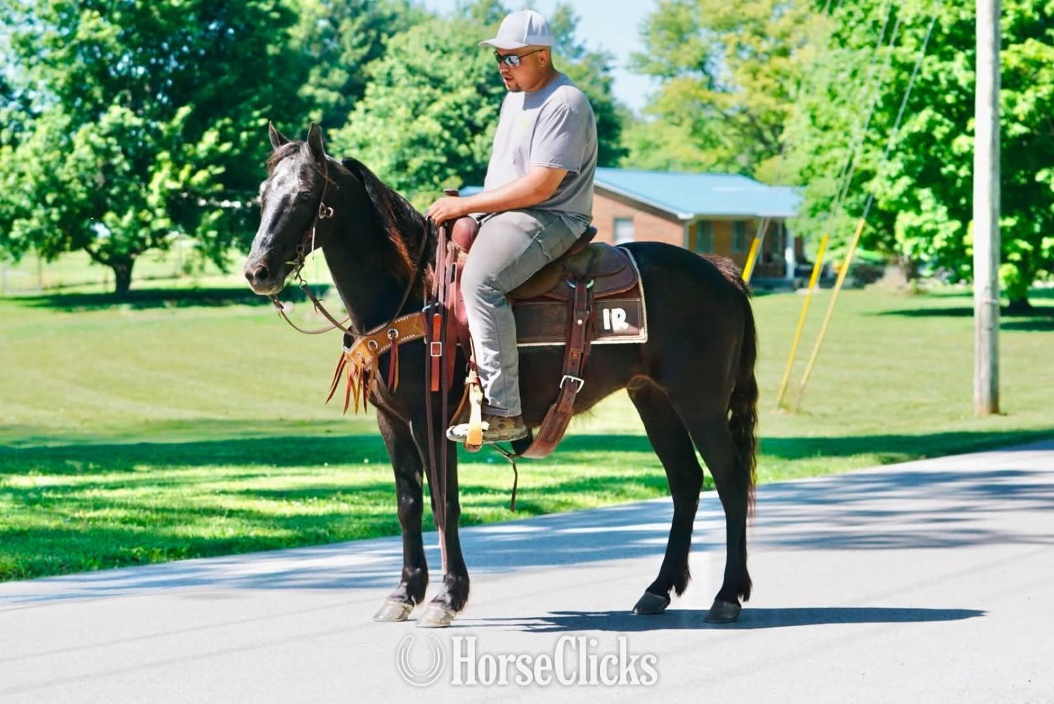 Kentucky "SPADE" Black Gelding Pony