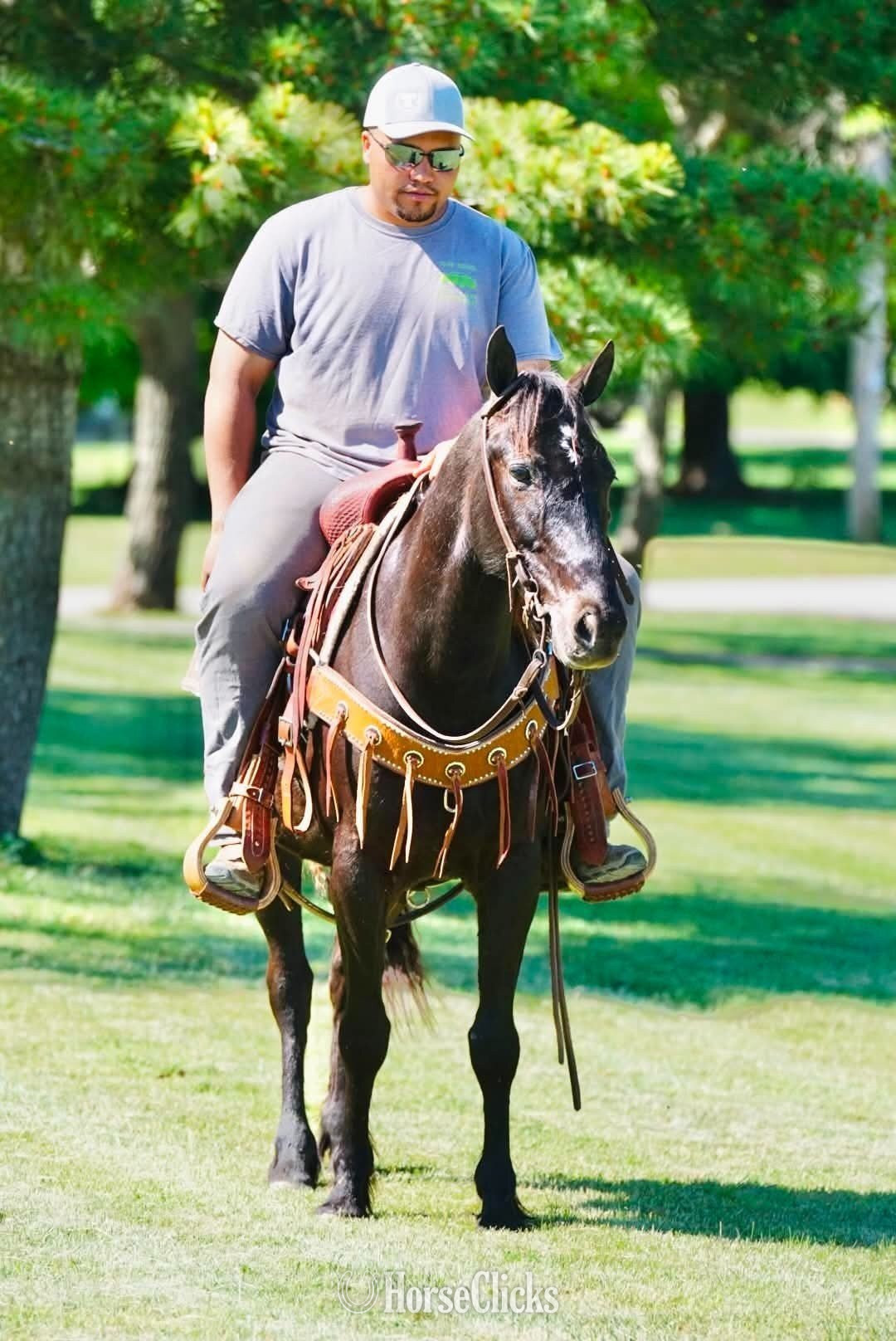 "SPADE" Black Gelding Pony - Pony in Kentucky