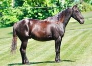 "SPADE" Black Gelding Pony