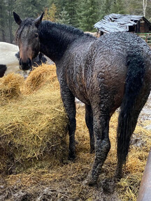 "Pazars Frozen Child " Bay Filly Curly