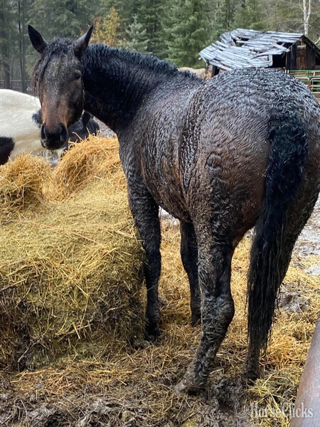 "Pazars Frozen Child " Bay Filly Curly in Montana