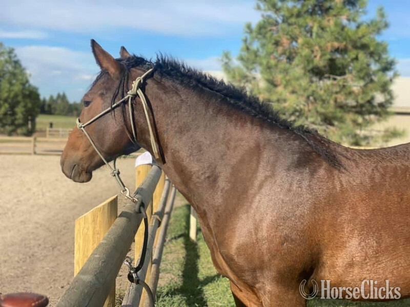 "Pazars Frozen Child " Bay Filly Curly Montana