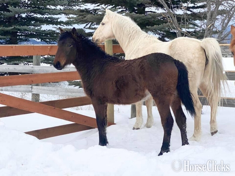 Curly - "Pazars Frozen Child " Bay Filly Curly