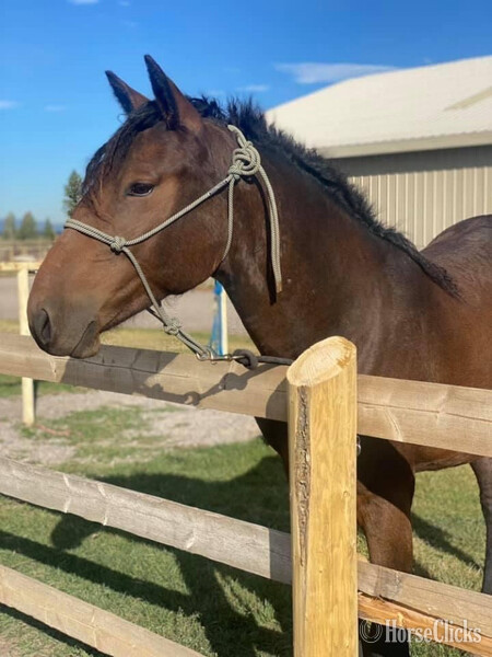 "Pazars Frozen Child " Bay Filly Curly - Curly