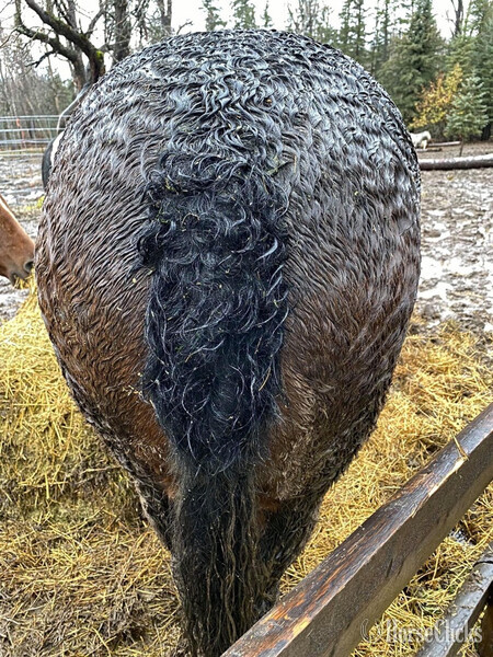 "Pazars Frozen Child " Bay Filly Curly