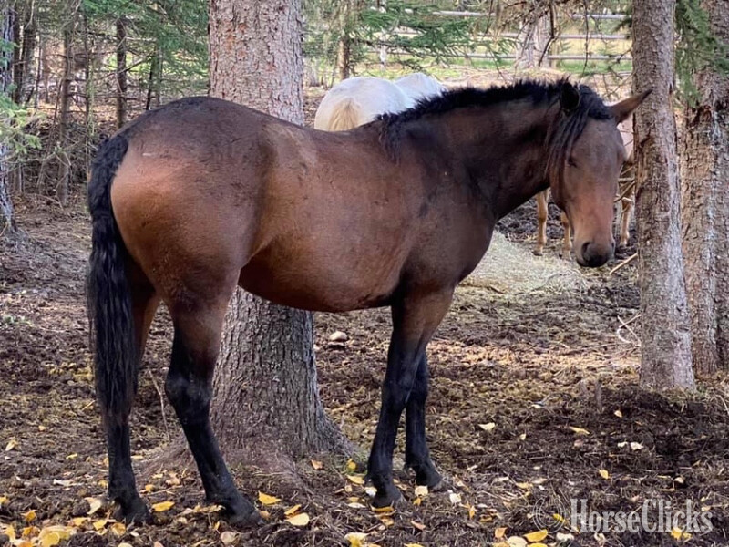 Montana "Pazars Frozen Child " Bay Filly Curly