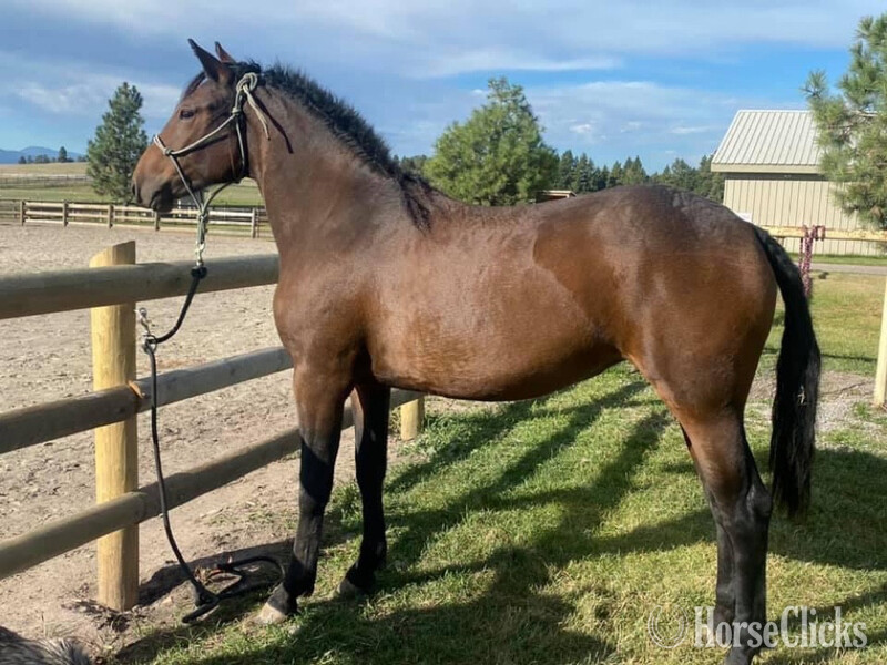 Curly - "Pazars Frozen Child " Bay Filly Curly in Montana