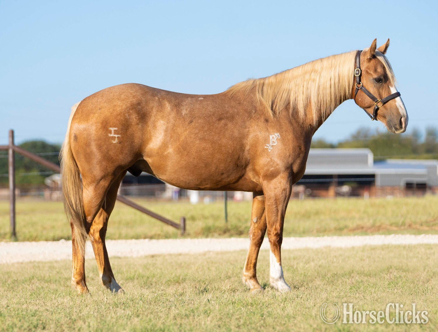 "Insure Your Horse"  Gelding Quarter Horse in Texas