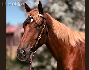"Kingdom" White Gelding Quarter Horse