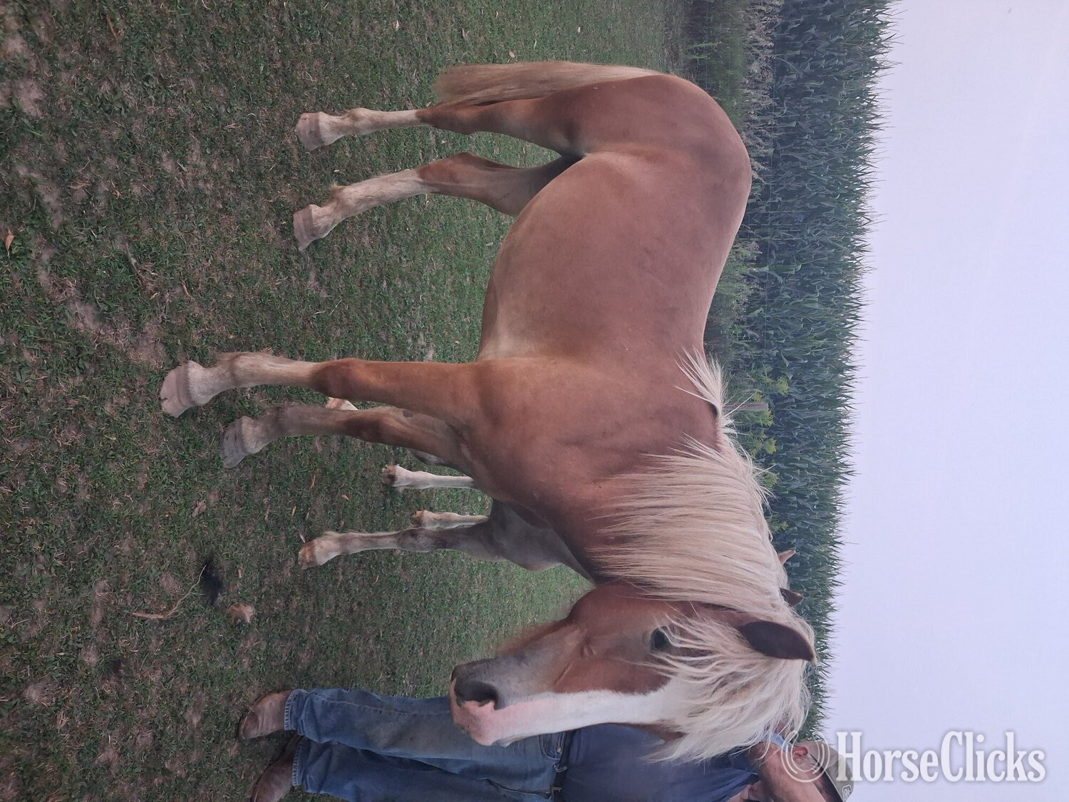 "LUKE" Sorrel Colt Draft in Minnesota