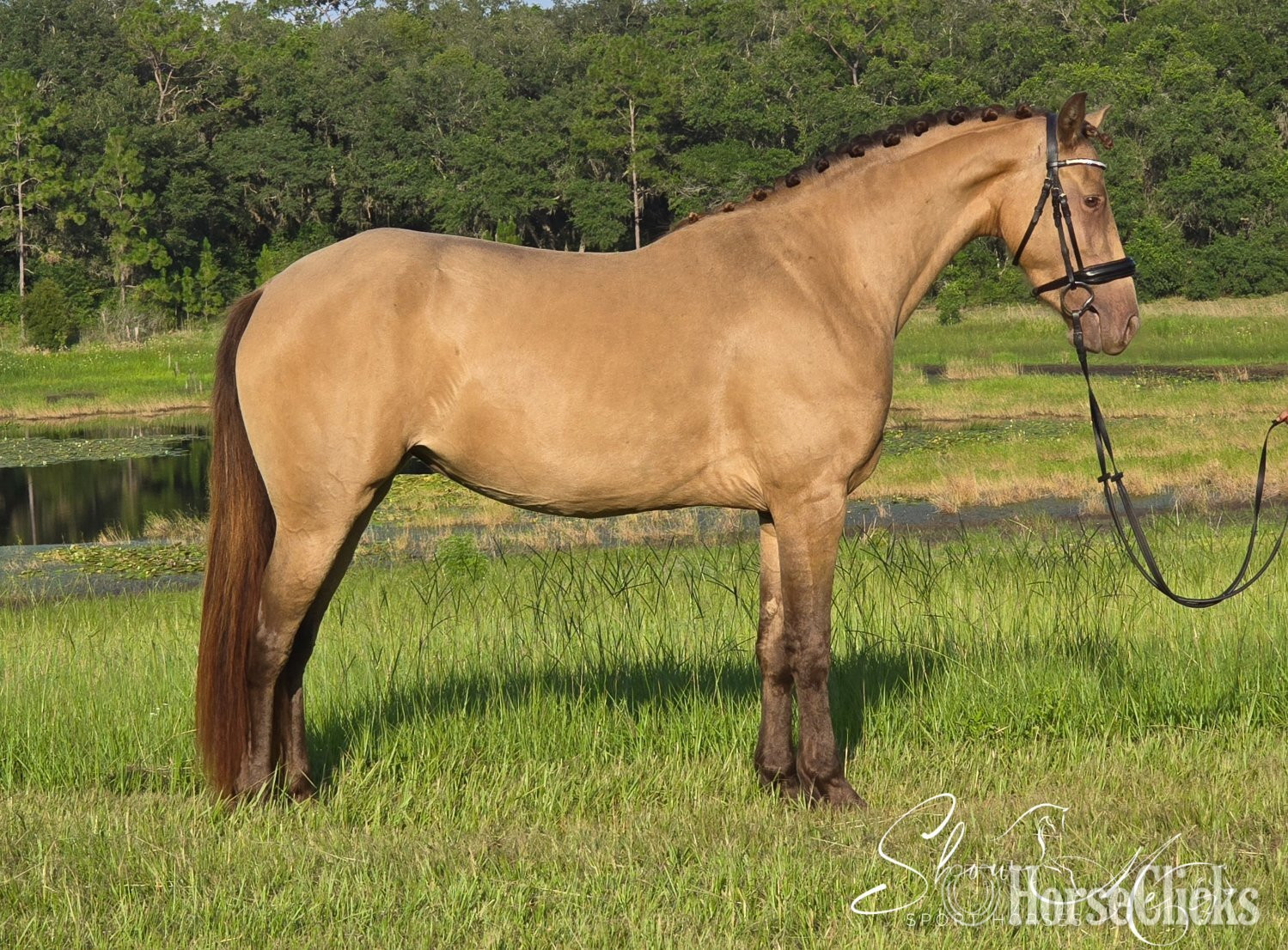 "Dancer " Champagne Mare Friesian - Friesian in Florida