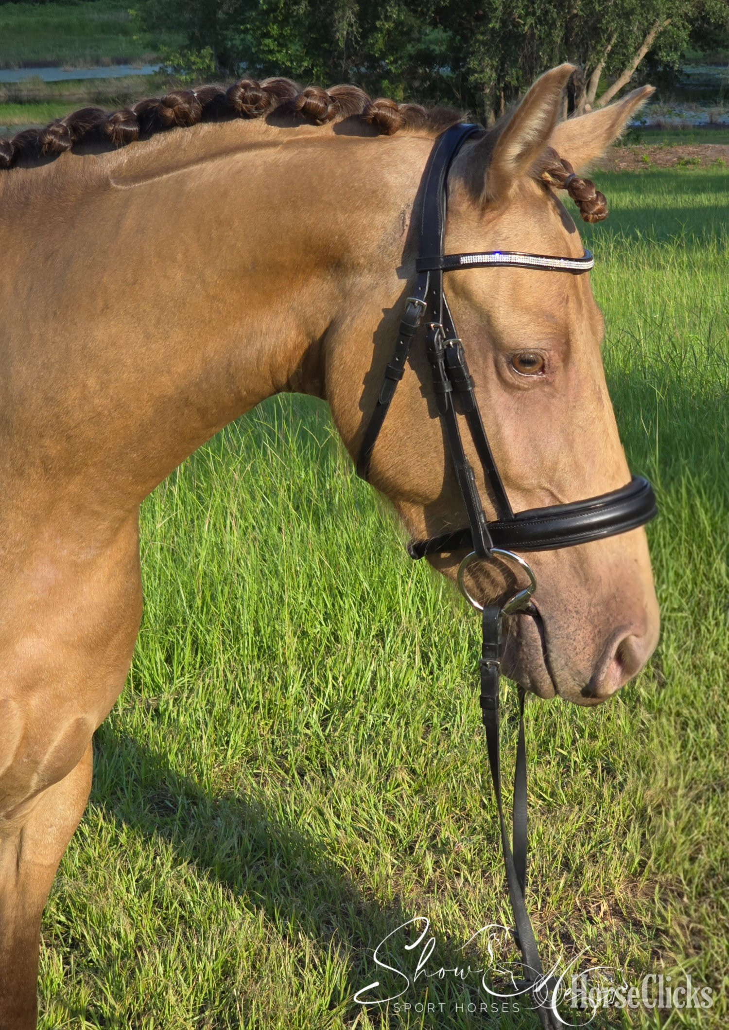 "Dancer " Champagne Mare Friesian - Friesian