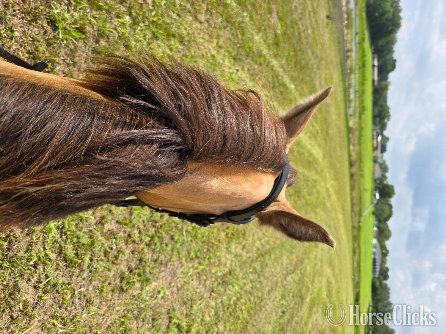 Friesian - "Dancer " Champagne Mare Friesian in Florida