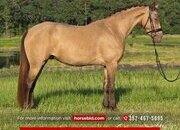 "Dancer " Champagne Mare Friesian