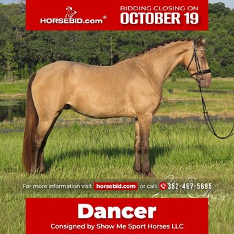 "Dancer " Champagne Mare Friesian