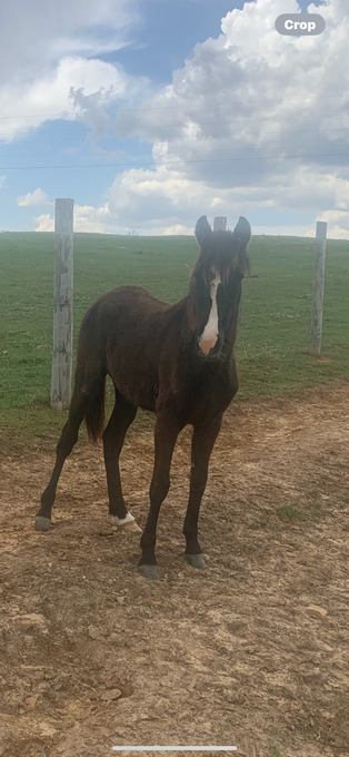 "Blues Special Lady" Black Filly Tennessee Walker