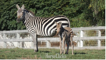 "Zeus" White Stallion Zebra