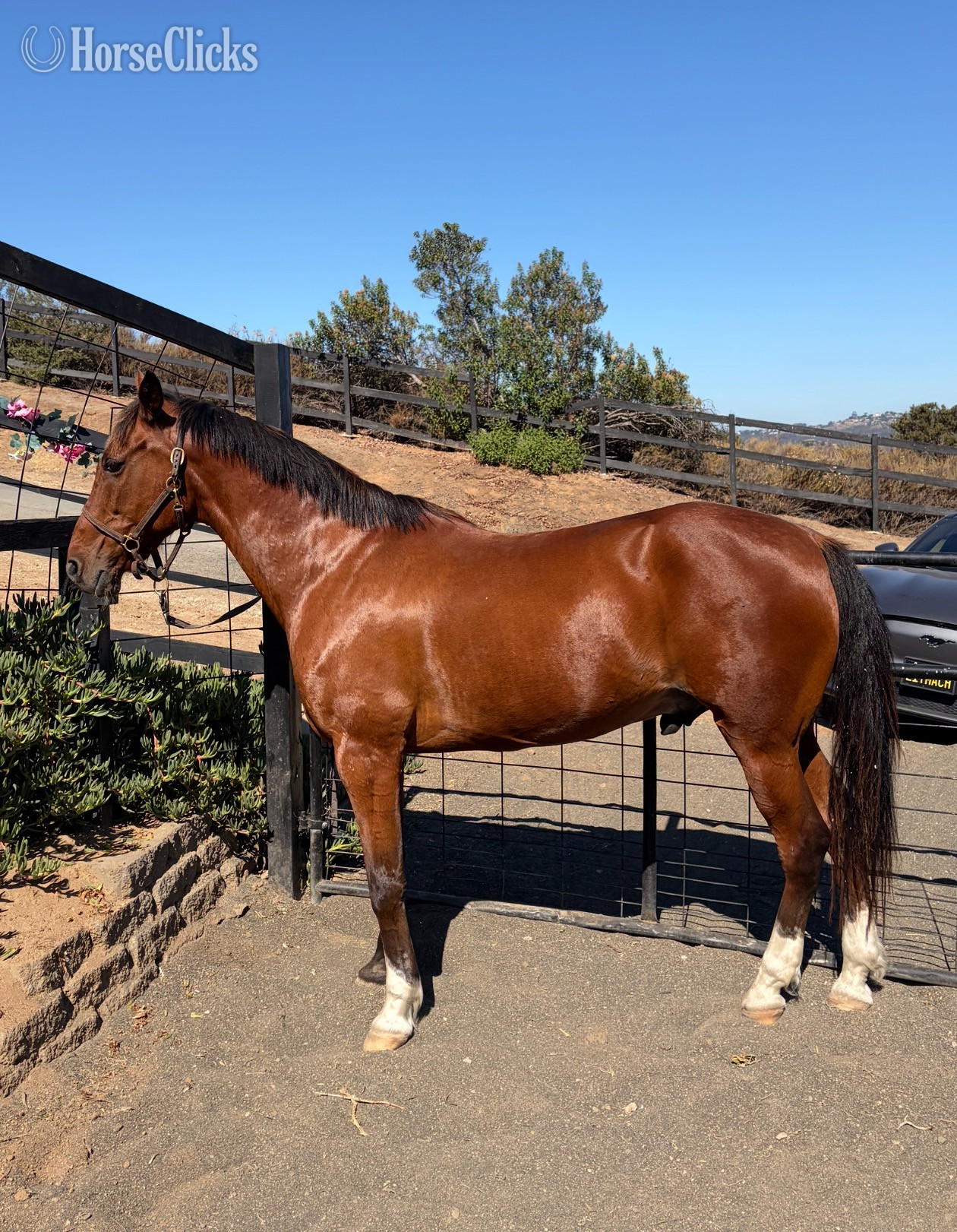 "Twix"  Gelding Pony in California