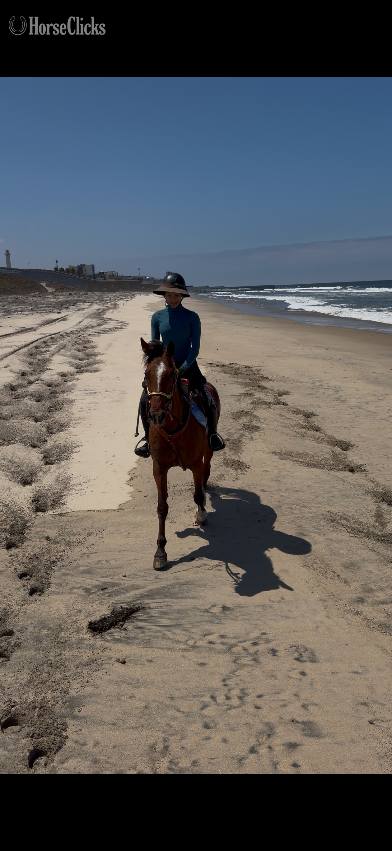 "Twix"  Gelding Pony