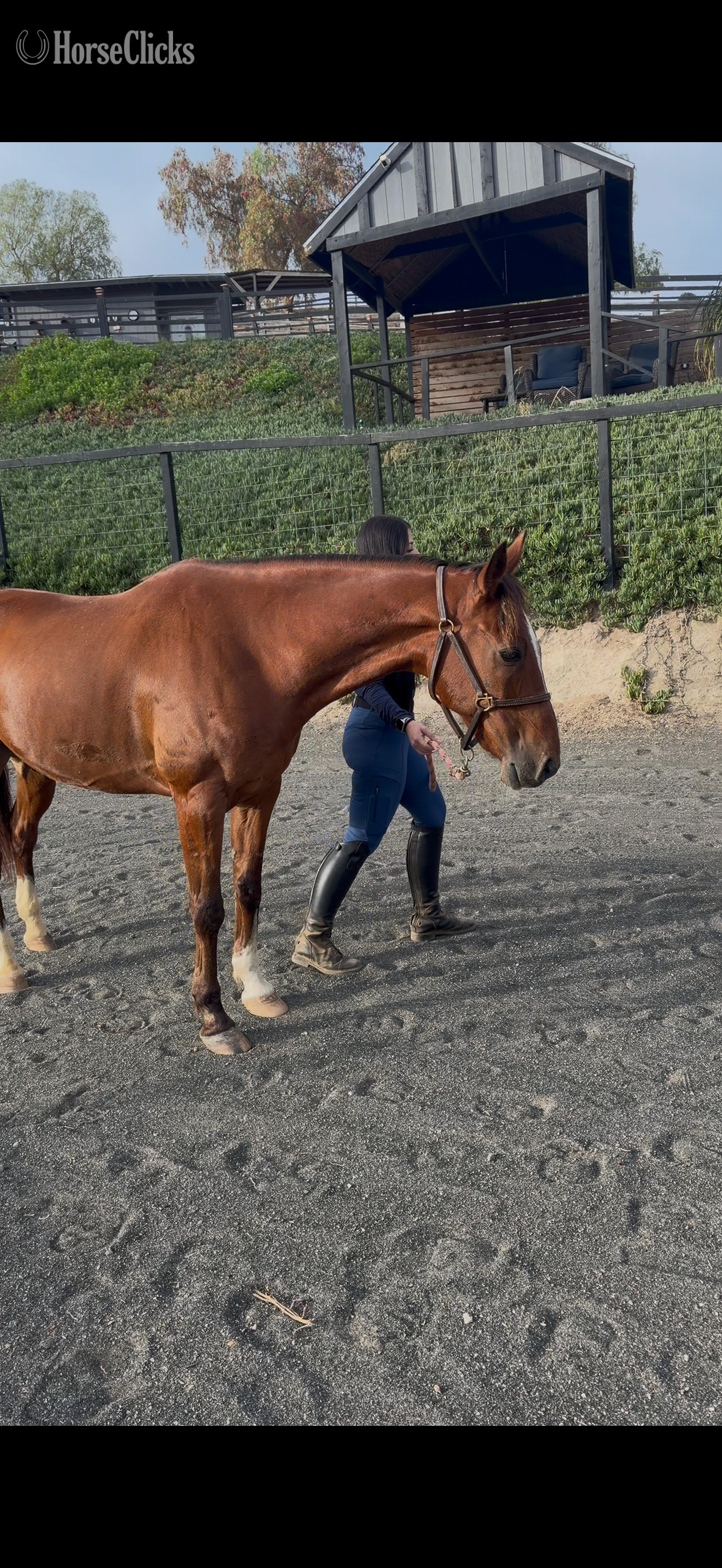 California "Twix"  Gelding Pony