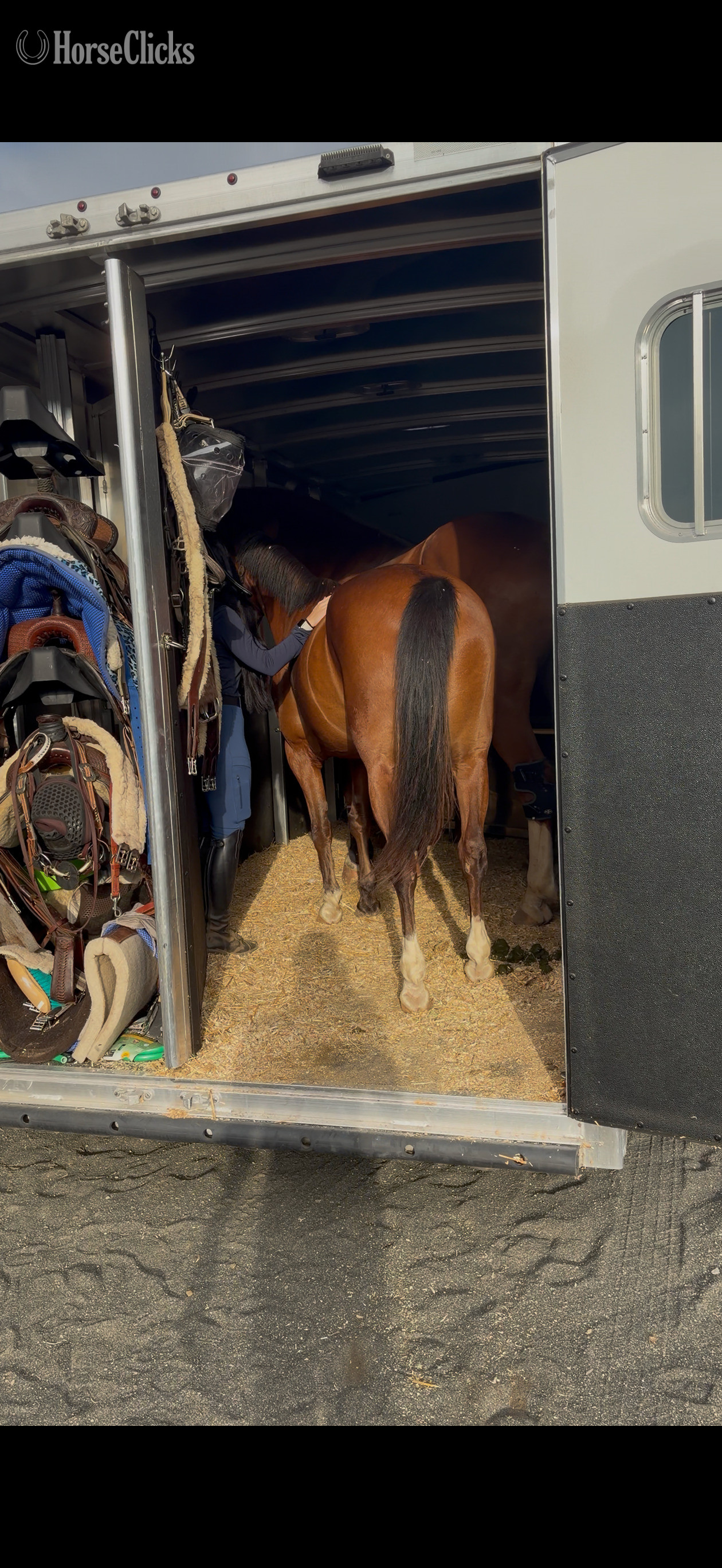 "Twix"  Gelding Pony - Pony in California