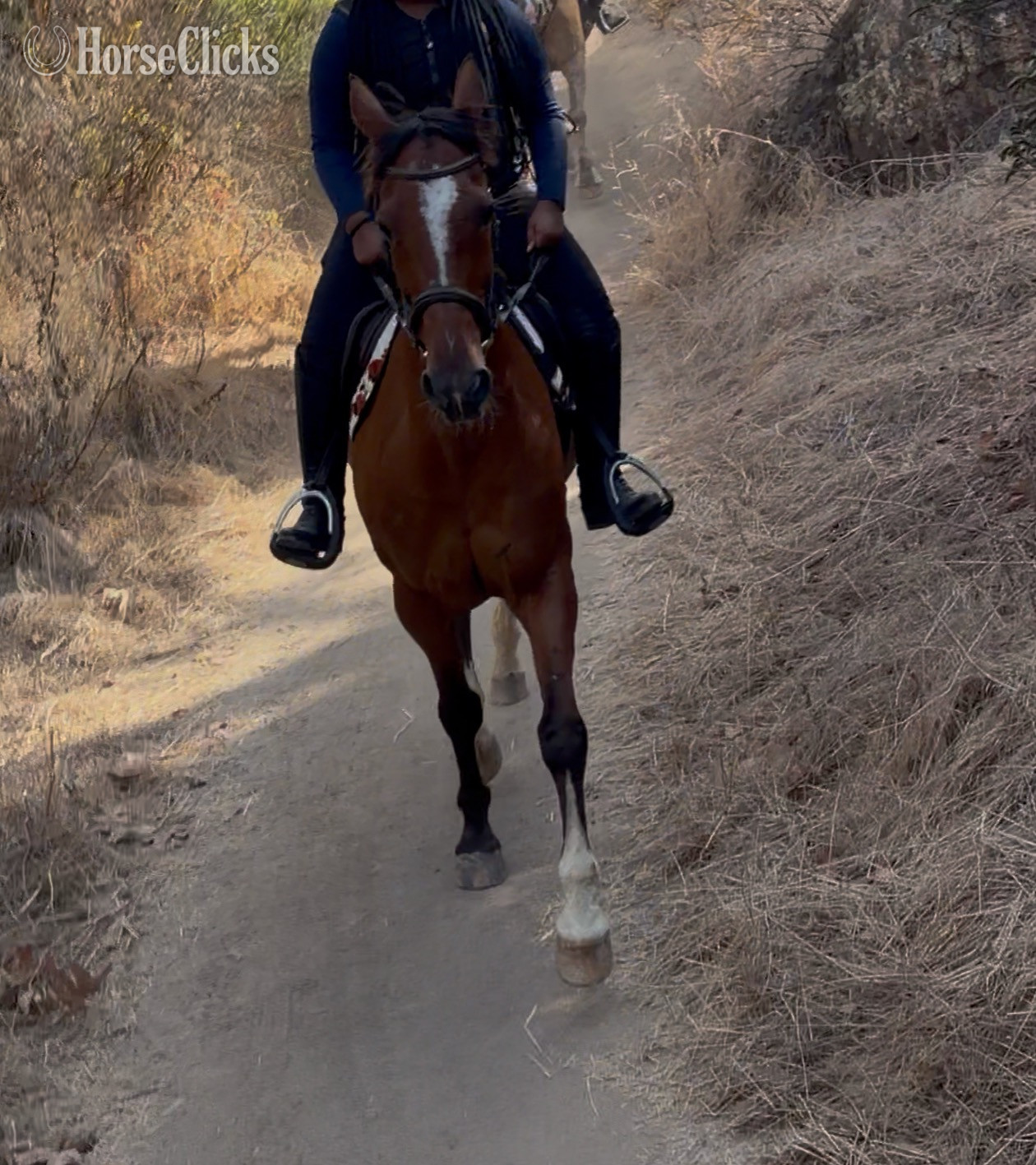 "Twix"  Gelding Pony California